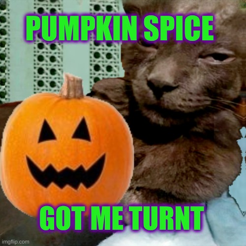 Turnt | PUMPKIN SPICE; GOT ME TURNT | image tagged in turnt,pumpkin spice,pumpkin,halloween,black cat,ship osta | made w/ Imgflip meme maker