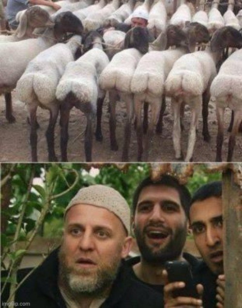 Goats | image tagged in goats | made w/ Imgflip meme maker