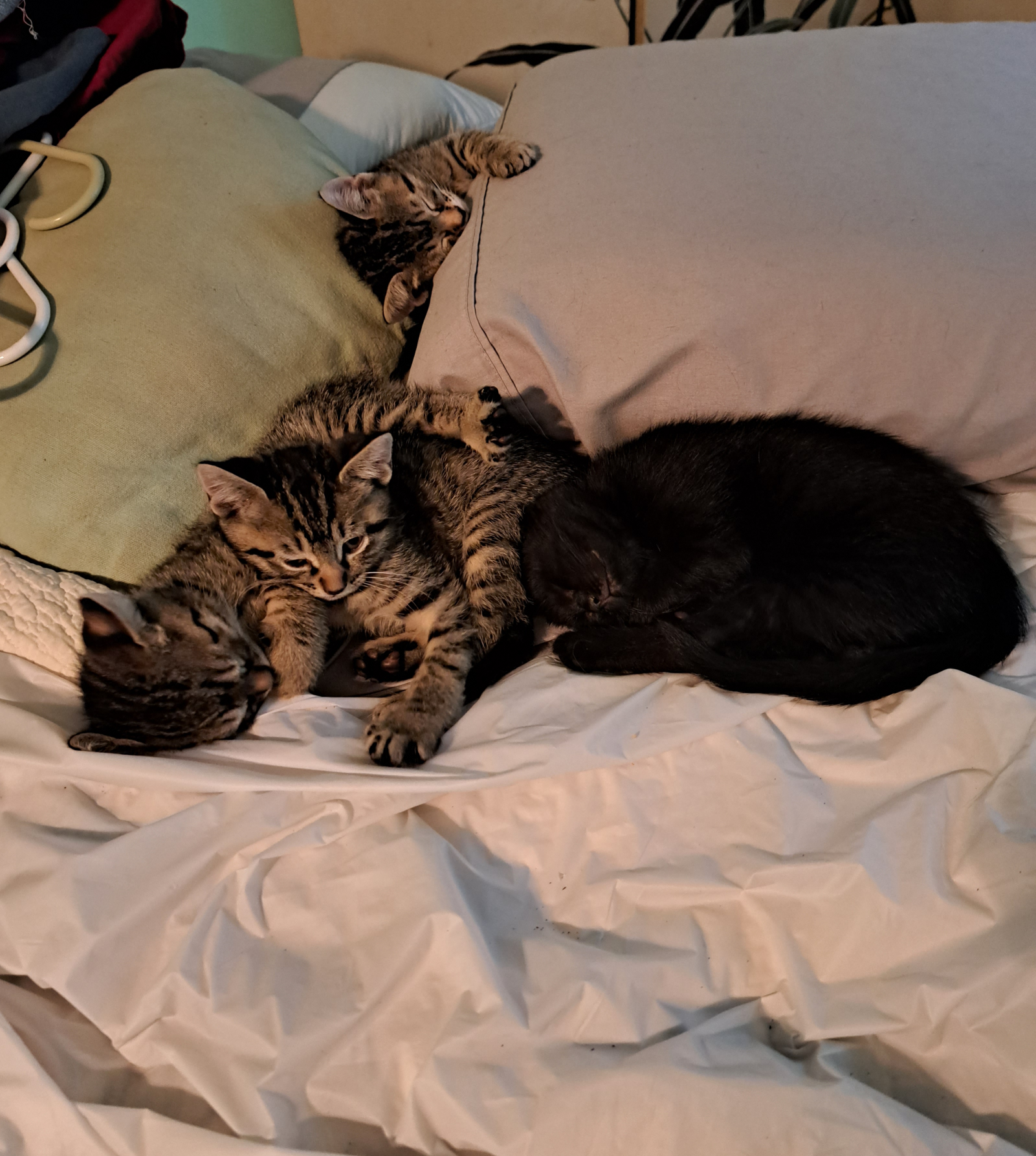 Kittens Blank Meme Template