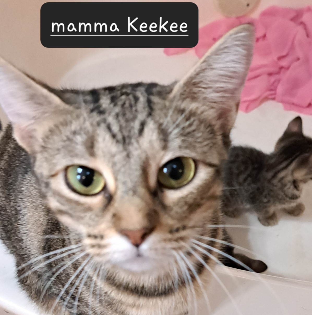 Help Momma cat Blank Meme Template