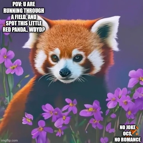 POV: U ARE RUNNING THROUGH A FIELD, AND SPOT THIS LITTLE RED PANDA.. WDYD? NO JOKE OCS, NO ROMANCE | made w/ Imgflip meme maker