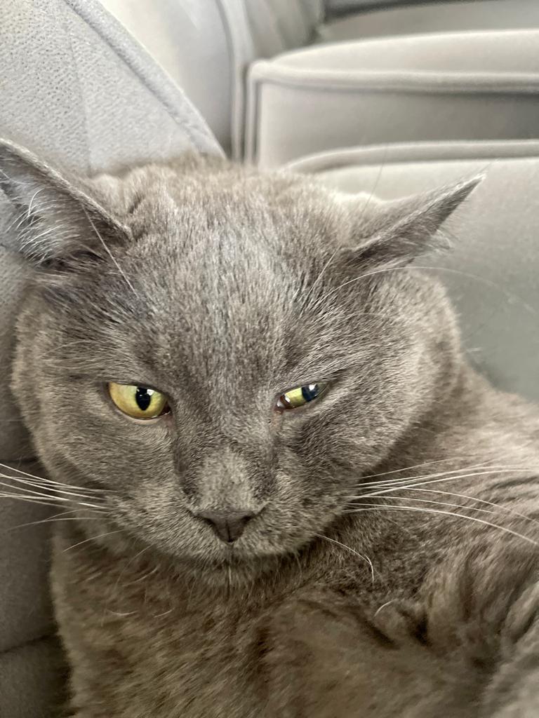 MMM, OTRA VEZ AL VETERINARIO?? Blank Meme Template