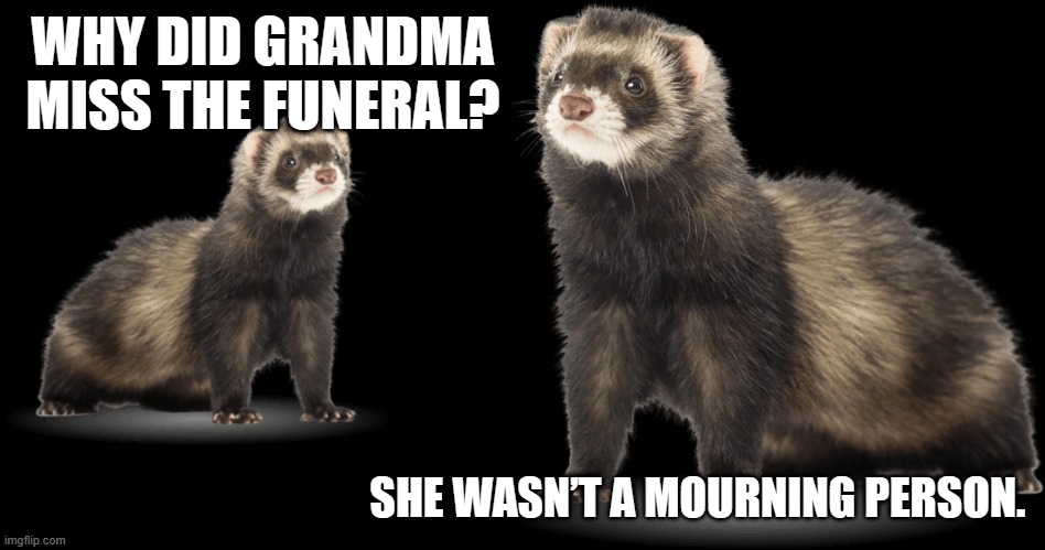wtf ferrets | WHY DID GRANDMA MISS THE FUNERAL? SHE WASN’T A MOURNING PERSON. | image tagged in ferret,dark humor | made w/ Imgflip meme maker