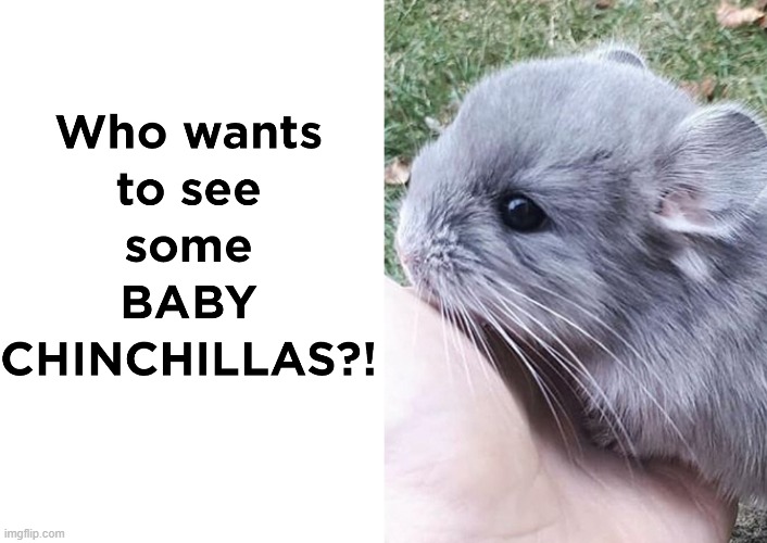 Cute baby chinchilla #2 | image tagged in cute | made w/ Imgflip meme maker