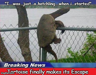 "I....was...just...a..hatchling....when..i...started" Tortoise finally makes its Escape | made w/ Imgflip meme maker