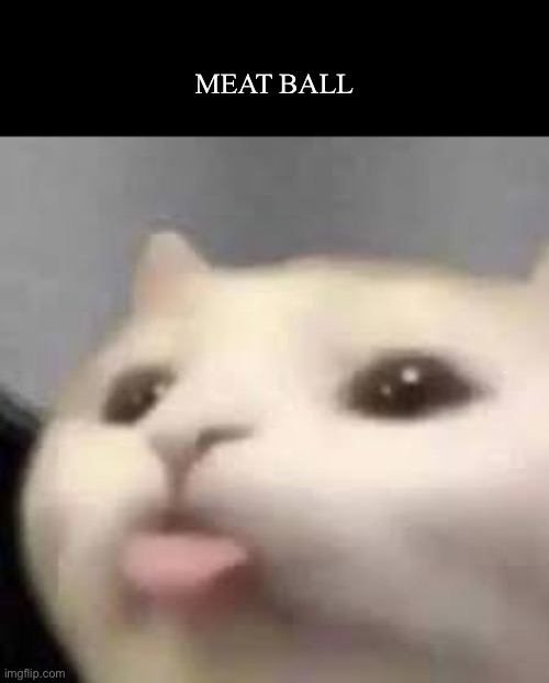 Meat ball | MEAT BALL | image tagged in cat | made w/ Imgflip meme maker