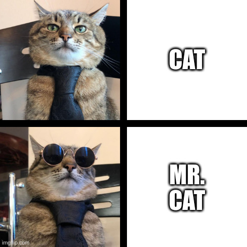 Mr. Cat | CAT; MR. CAT | image tagged in stepan cat | made w/ Imgflip meme maker