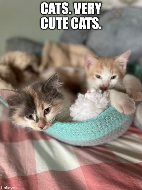 cats | CATS. VERY CUTE CATS. | image tagged in chloe and mac,cats,cat | made w/ Imgflip meme maker