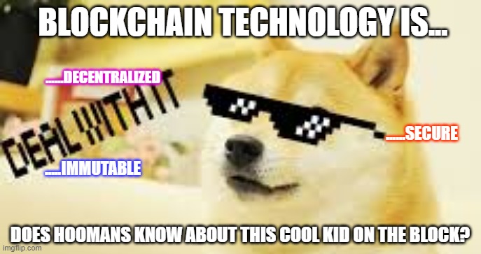 cool doge | BLOCKCHAIN TECHNOLOGY IS... ......DECENTRALIZED; ......SECURE; .....IMMUTABLE; DOES HOOMANS KNOW ABOUT THIS COOL KID ON THE BLOCK? | image tagged in cool doge | made w/ Imgflip meme maker