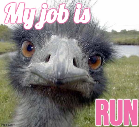 Cold Stare of Ostrich | My job is; Run | image tagged in cold stare of ostrich | made w/ Imgflip meme maker