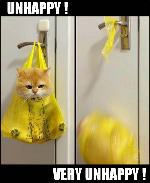 How Does He Feel ? | UNHAPPY ! VERY UNHAPPY ! | image tagged in cats,bag,fall | made w/ Imgflip meme maker