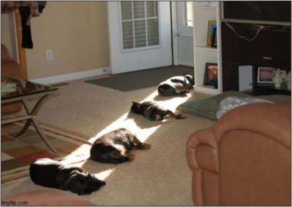 The Perfect Spot ! | image tagged in dogs,sleeping,sunlight | made w/ Imgflip meme maker