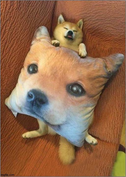 The Perfect Cushion ! | image tagged in dogs,cushion,perfect | made w/ Imgflip meme maker