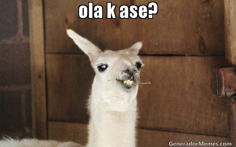 llama ola k ase Blank Meme Template