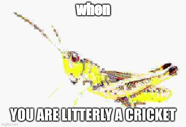 when; YOU ARE LITTERLY A CRICKET | made w/ Imgflip meme maker