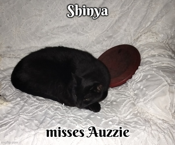 My Cat Is Mourning The Loss Of Auzzie | Shinya; misses Auzzie | image tagged in death,mourning,sad cat,depression,memes,shinya misses auzzie | made w/ Imgflip meme maker