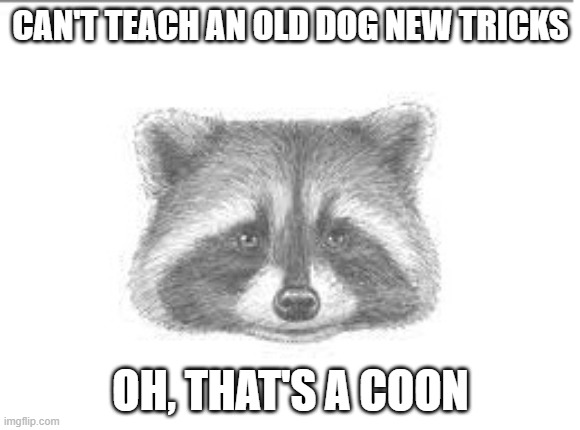 Old Dog | CAN'T TEACH AN OLD DOG NEW TRICKS; OH, THAT'S A COON | image tagged in old dog,new tricks,sell out,raccoon,coon | made w/ Imgflip meme maker