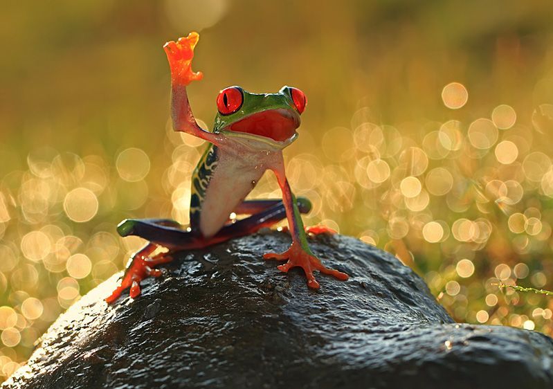 High Quality Frog raising hand Blank Meme Template