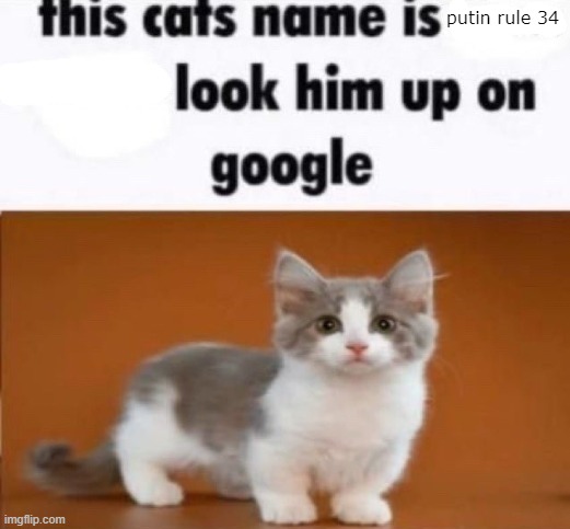 this cats name is x look him up on google | putin rule 34 | image tagged in this cats name is x look him up on google | made w/ Imgflip meme maker