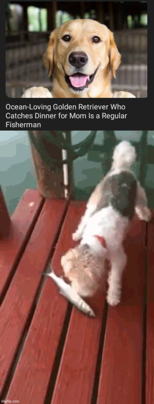 Dog fisherman | image tagged in dog vs landfish,dogs,dog,fisherman,memes,fish | made w/ Imgflip meme maker