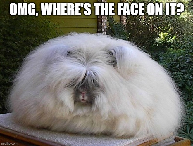 Furry | OMG, WHERE'S THE FACE ON IT? | image tagged in funny bunny | made w/ Imgflip meme maker