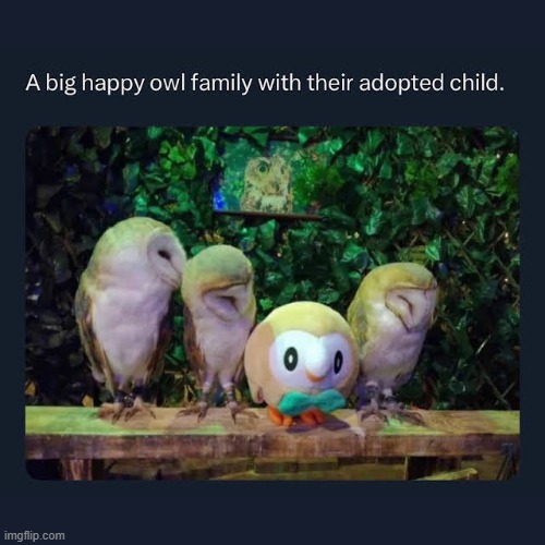 Borb | image tagged in rowlet,owl | made w/ Imgflip meme maker