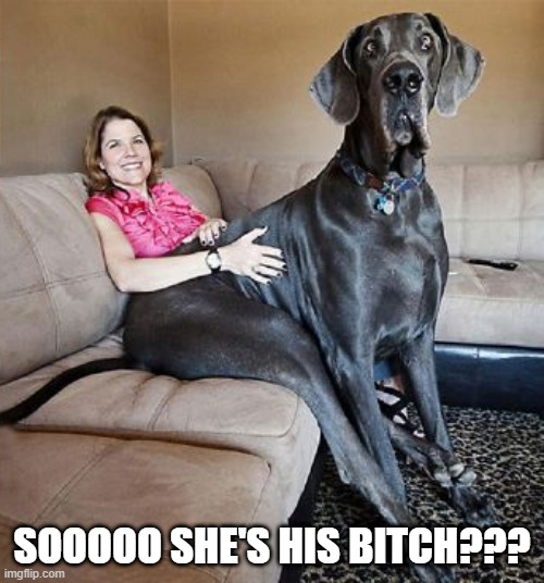 HUGE | SOOOOO SHE'S HIS BITCH??? | image tagged in funny dogs | made w/ Imgflip meme maker