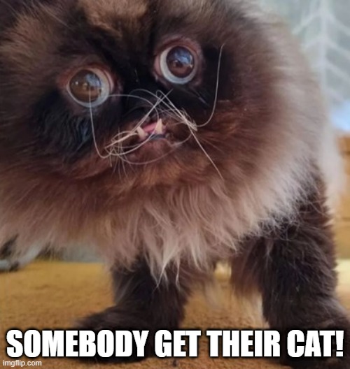 Scary | SOMEBODY GET THEIR CAT! | image tagged in funny cats | made w/ Imgflip meme maker