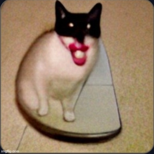 dafuq is this | image tagged in dafuq is this | made w/ Imgflip meme maker