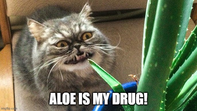 Aloe Cat | ALOE IS MY DRUG! | image tagged in funny cat | made w/ Imgflip meme maker