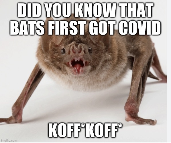 Bat meme | DID YOU KNOW THAT BATS FIRST GOT COVID; KOFF*KOFF* | image tagged in corona virus | made w/ Imgflip meme maker
