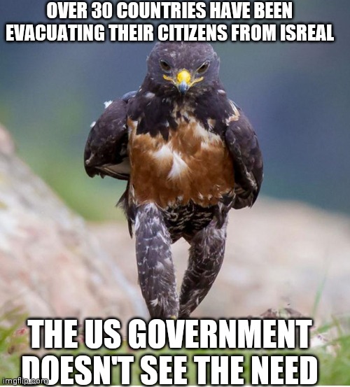 US Citizens Are Getting It Done Though | OVER 30 COUNTRIES HAVE BEEN EVACUATING THEIR CITIZENS FROM ISREAL; THE US GOVERNMENT DOESN'T SEE THE NEED | image tagged in wondering wandering falcon,florida | made w/ Imgflip meme maker