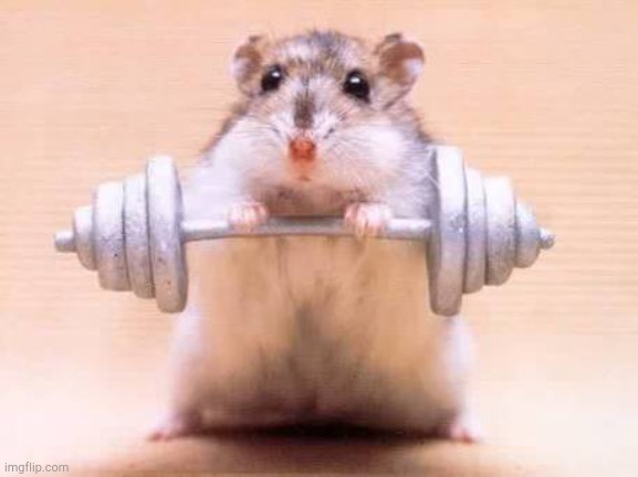 Hamster Weightlifting | image tagged in hamster weightlifting | made w/ Imgflip meme maker