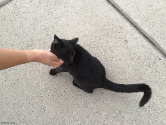 Petting Licorice | image tagged in cats,black | made w/ Imgflip meme maker