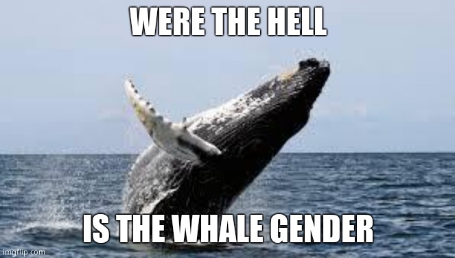 Whale. | WERE THE HELL IS THE WHALE GENDER | image tagged in whale | made w/ Imgflip meme maker