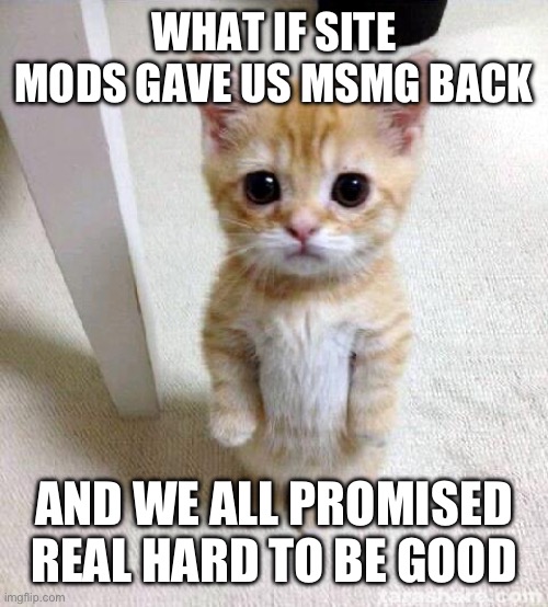 Cute Cat | WHAT IF SITE MODS GAVE US MSMG BACK; AND WE ALL PROMISED REAL HARD TO BE GOOD | image tagged in memes,cute cat | made w/ Imgflip meme maker