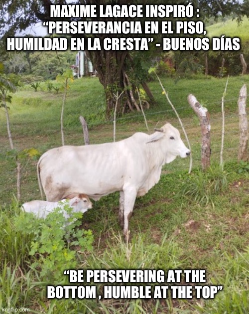 Trump | MAXIME LAGACE INSPIRÓ : “PERSEVERANCIA EN EL PISO, HUMILDAD EN LA CRESTA” - BUENOS DÍAS; “BE PERSEVERING AT THE BOTTOM , HUMBLE AT THE TOP” | image tagged in spanish,president trump | made w/ Imgflip meme maker