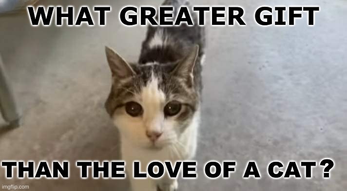 WHAT GREATER GIFT; THAN THE LOVE OF A CAT; ? | image tagged in cats,gifts,love,nothing better,cute cat,i love cats | made w/ Imgflip meme maker