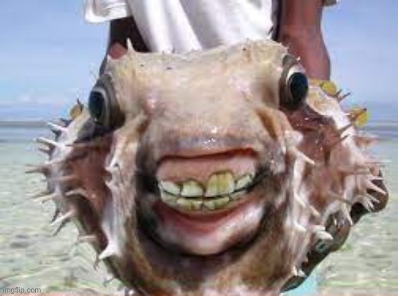 Weird Fish | image tagged in weird fish | made w/ Imgflip meme maker