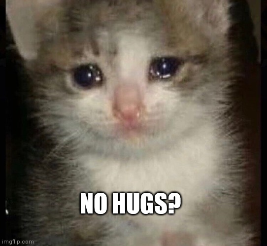 No hugs? | NO HUGS? | image tagged in cats,cute cat,sad cat,no hugs | made w/ Imgflip meme maker