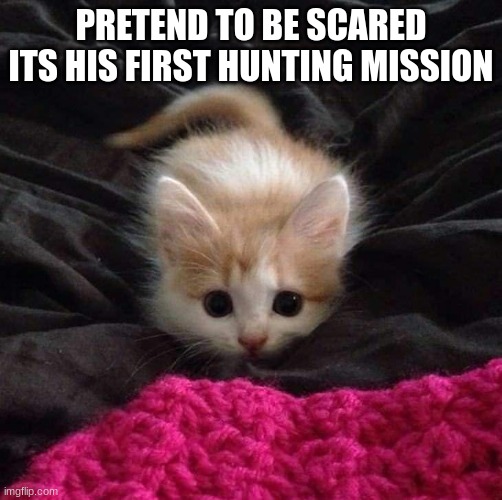 PRETEND TO BE SCARED ITS HIS FIRST HUNTING MISSION | image tagged in cats | made w/ Imgflip meme maker