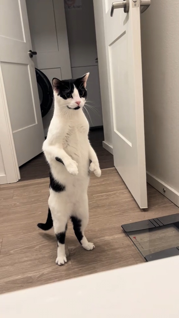 Cat standing Blank Meme Template