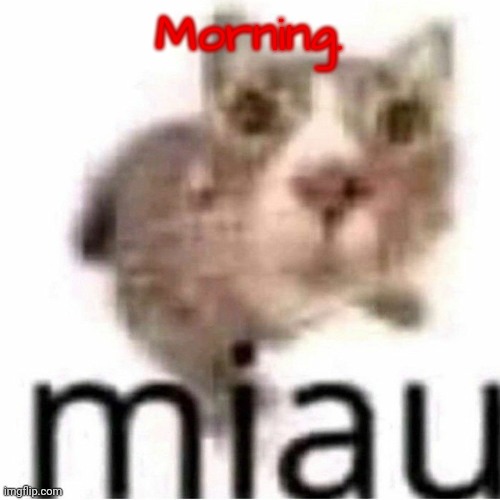 miau | Morning. | image tagged in miau | made w/ Imgflip meme maker