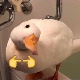 THIS DUCK IS CALLED LOUIE Blank Meme Template