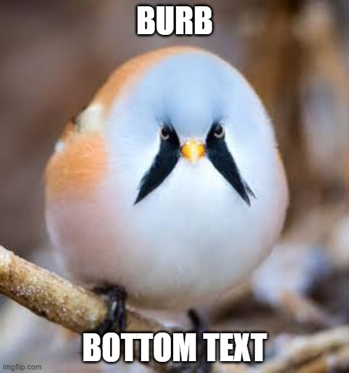 Burb | BURB; BOTTOM TEXT | image tagged in bearded reedling,wholesome,birb,cute,sfw | made w/ Imgflip meme maker