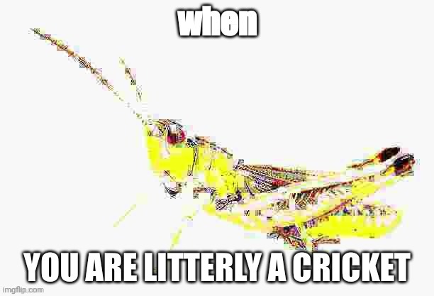 cricket | image tagged in cricket | made w/ Imgflip meme maker