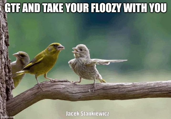 Just go | GTF AND TAKE YOUR FLOOZY WITH YOU | image tagged in birds,funny | made w/ Imgflip meme maker