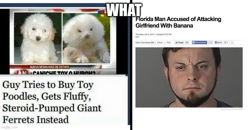 Here is funny florida man articles | WHAT | image tagged in florida man,florida | made w/ Imgflip meme maker