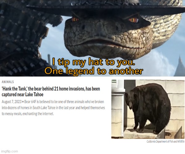 How though, how does a bear get in to 21 FREAKING HOUSES?! | image tagged in i tip my hat to you one legend to another | made w/ Imgflip meme maker