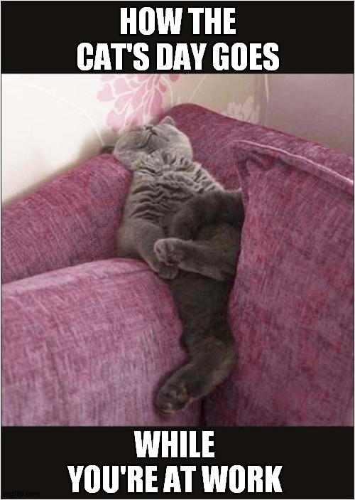 And Relax .... | HOW THE CAT'S DAY GOES; WHILE YOU'RE AT WORK | image tagged in cats,relax | made w/ Imgflip meme maker